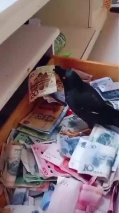 A form of actual passive income - This jungle myna bird in China is trained to go out and look for money. He steals the cash whenever he notices it then brings it back to his owner