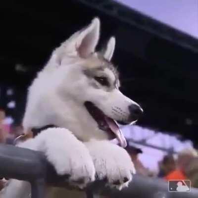 Husky Puppy enjoying his first baseball game