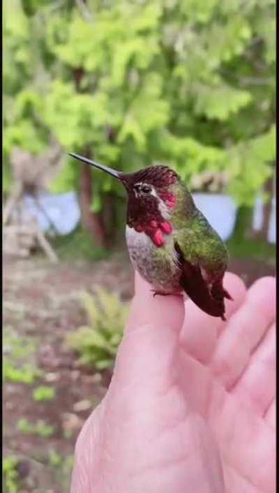 🔥 Hummingbird showcases reflective feather colour changes.