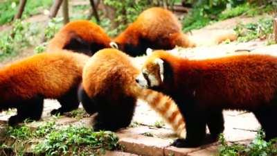 Red pandas