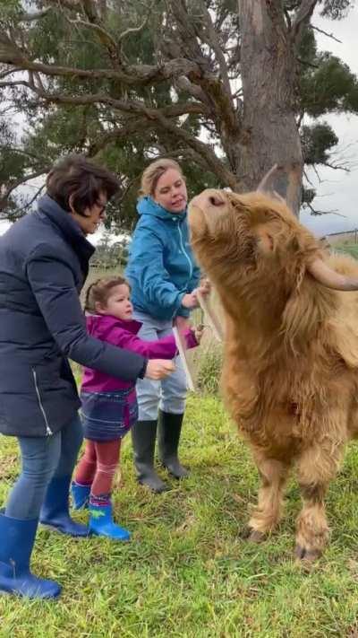 Yes, brush me human peasants!