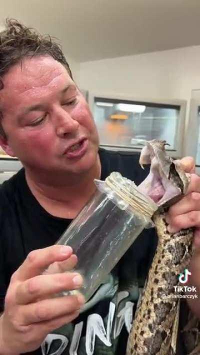 Venom from a snake