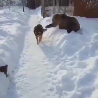 That bear is crazy going at that dog like that, it could have attacked!