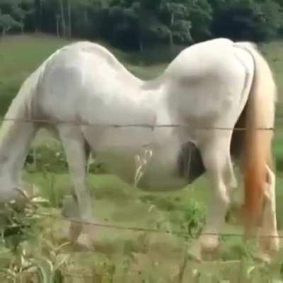 Horse with a little scoliosis !