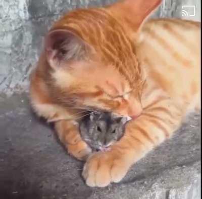 Cat and the mouse.