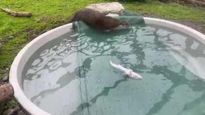 Rescued otter cub scared of water trained to dive for fish