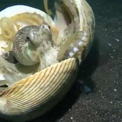 Scared octopus using shells as defensive shields as scuba diver comes close