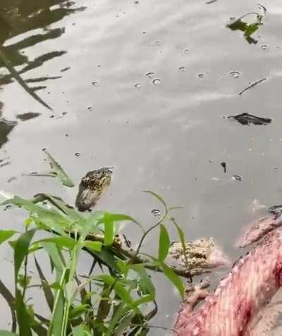 Baby gator spin zoomies