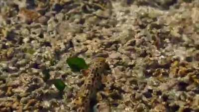 Epaulette sharks (Hemiscyllium ocellatum) are native to Australia and New Guinea