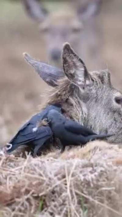 Jackdaws pluck fur from a deer for their nests. The deer doesn’t seem to mind, and gets a free grooming from their bird friends!