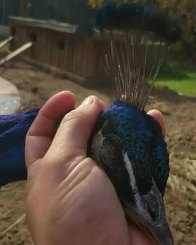 🔥 This highly trusting and affectionate peacock 🔥