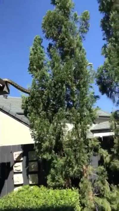 🔥just a snake tree hopping 