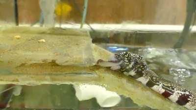 Snowflake Eel eating out of water.