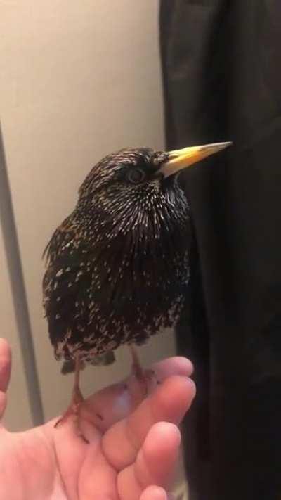 This bird's imitation is insane