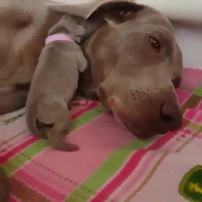 Pupper gets snug under doggo's ear blankets