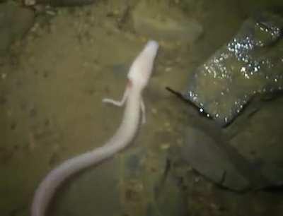 Olm (Proteus Anguinus) aka “cave dragon/human fish”: they’re a species of blind-cave dwelling salamander, they can survive 5yrs without eating and live up to 100yrs.