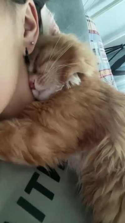 A very affectionate cat