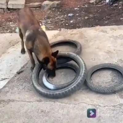 Smart Dog carefully arranges tires in order to carry more and help his human