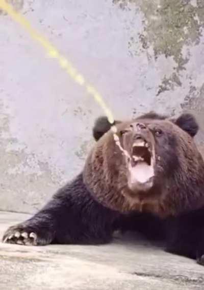 Bear drinking Fanta