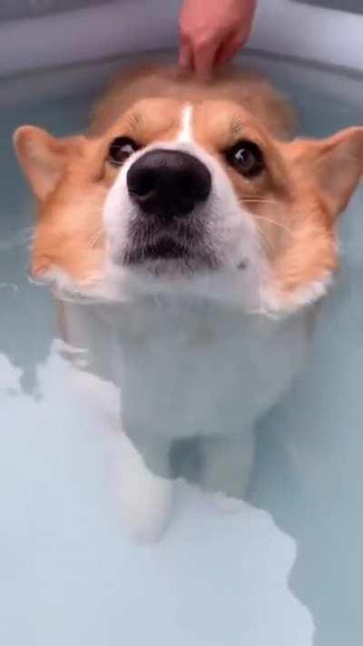 Corgi butts can float