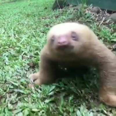 Sloths are pretty cute before they become covered in mold and barnacles