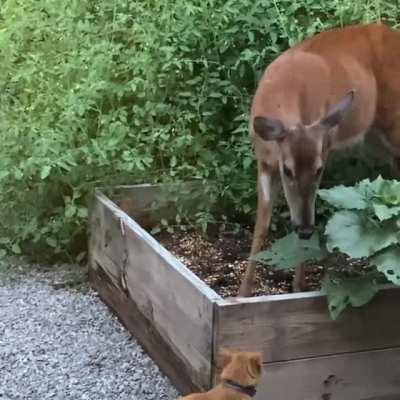 My cat Cephas made a new friend