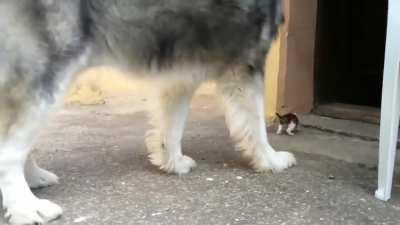 Kitten is befriending with Husky