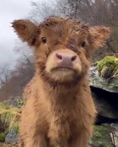 Fluffy little cow in Norway 🐮