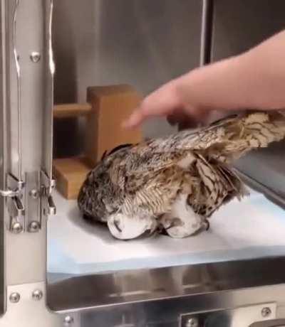 owl.exe has stopped working