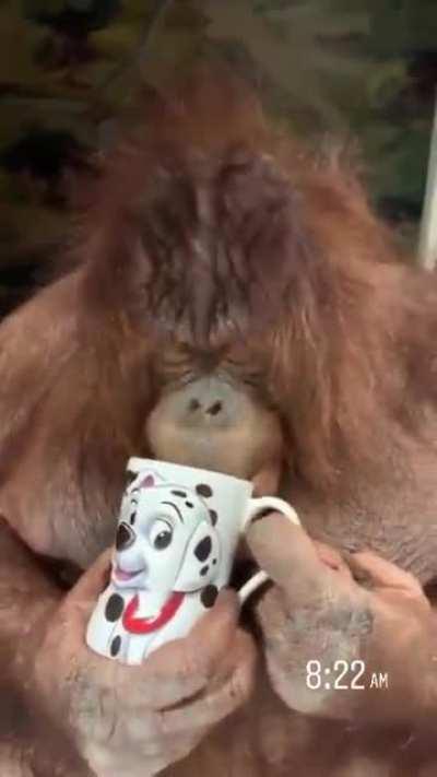 Jezza having his morning tea.