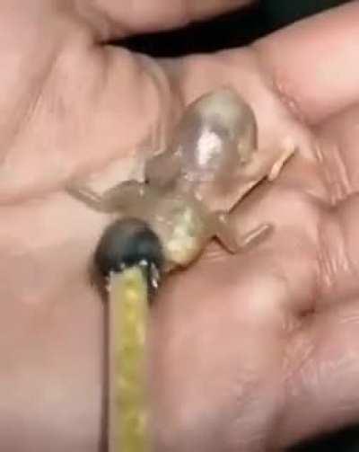 This Gouldian Finch chick. Video isn't mine