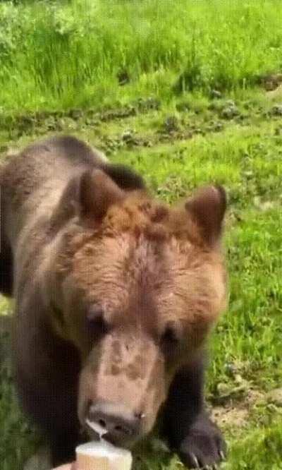 🔥 A bear chasing a man for icecream