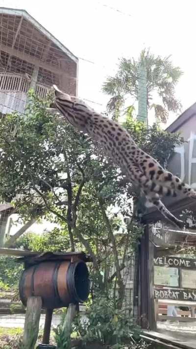 Insane leap from this serval cat