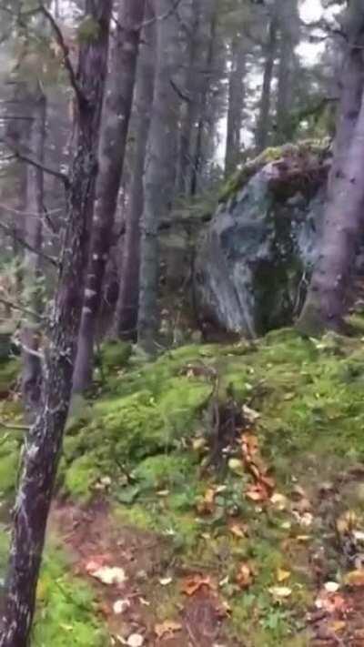 Strong winds push and pull at the forest floor, making it look like it's 'breathing'. by @spacespot