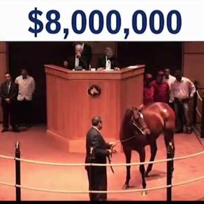 Horse sells for record $10,000,000 at auction