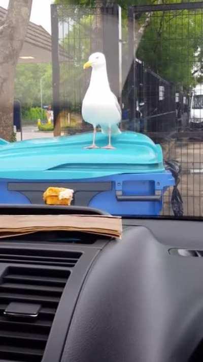 Pissing a seagull off