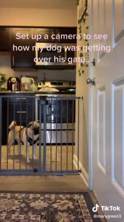 Dog getting over his gate