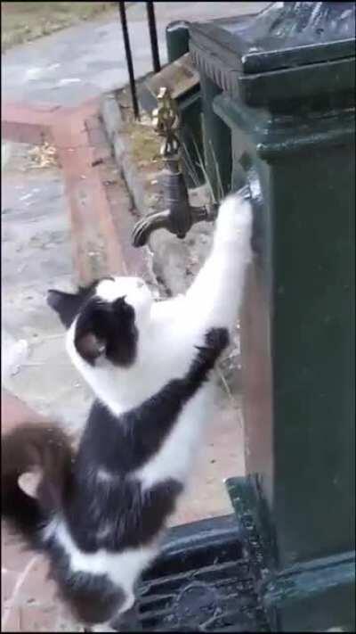 Outdoor cat politely requests a little water. And the human delivers like a true bro.