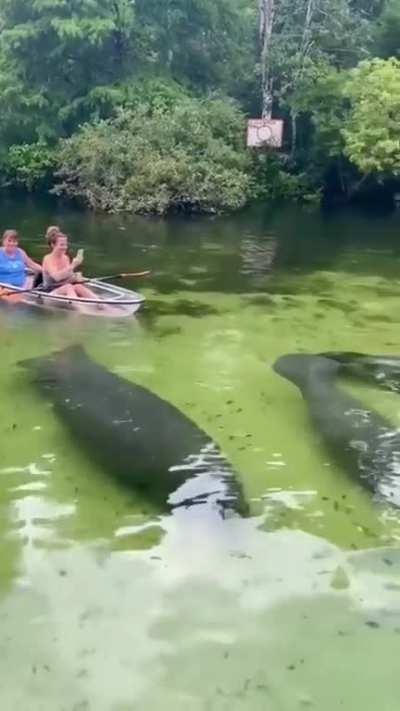 Crystal clear water and Manatees!