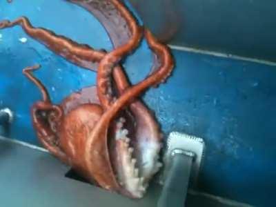 An octopus squeezes through a tiny hole