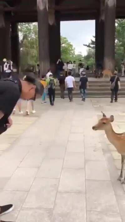 Deers in Nara, Japan