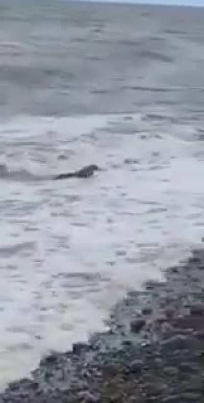 🔥 Rabbit emerges from the ocean. We have officially gone mad.