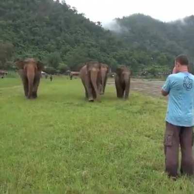 Elephants come running when they hear their old caretaker calling them