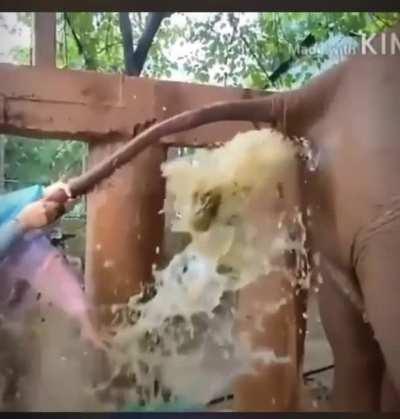 Couple of people help out constipated elephant