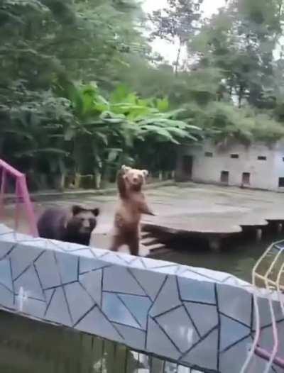 Bear tries to get attention of person feeding other bears treats