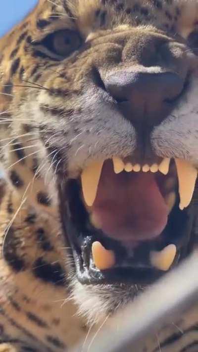 Jaguar growling sounds