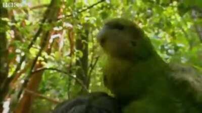 Kakapo - A fat flightless parrot displays meeting ritual.