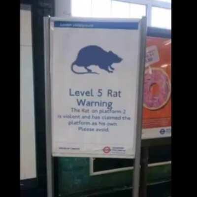 level 5 rat warning