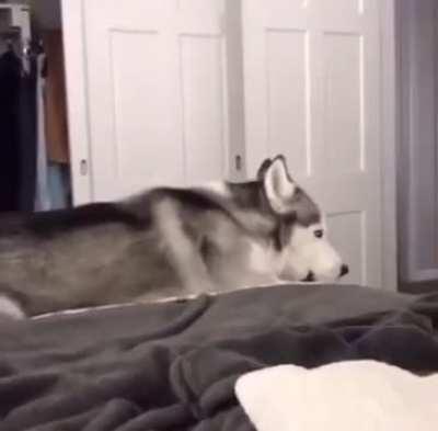 Rhapsody in Husky