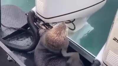 🔥 Seal jumps on the boat to save itself from Orca killer whale 🔥